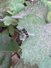 Eristalis hirta