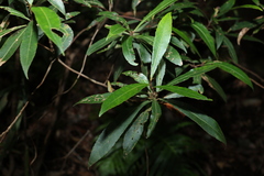 Elaeocarpus reticulatus