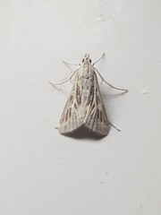 Arnia nervosalis