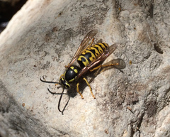 Vespula atropilosa
