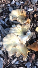 Hohenbuehelia petaloides