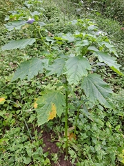 Nicandra physalodes