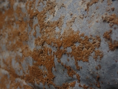 Xanthocarpia feracissima