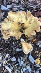 Hohenbuehelia petaloides