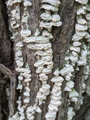 Trichaptum abietinum