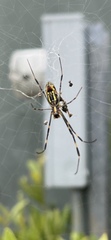 Trichonephila clavata