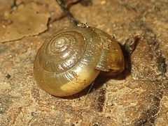 Gastrodontidae