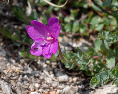 Epilobium obcordatum