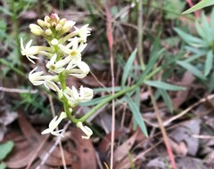 Stackhousia monogyna