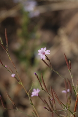 Epilobium brachycarpum