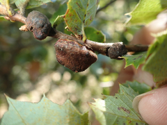 Disholandricus chrysolepidis