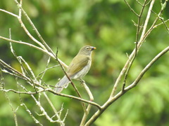 Saltator striatipectus