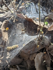 Aglaoctenus lagotis