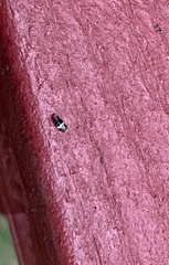 Clastoptera obtusa