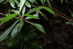 Elaeocarpus reticulatus