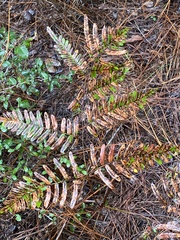 Pteridium aquilinum pseudocaudatum