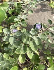 Vitex rotundifolia