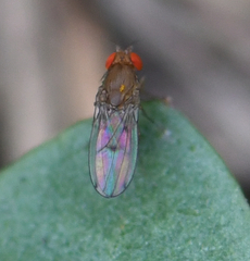 Drosophilidae
