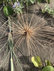 Spinifex littoreus