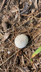 Lycoperdaceae