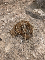 Arctomecon californica