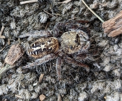 Phidippus texanus