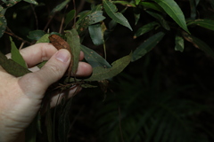 Elaeocarpus reticulatus