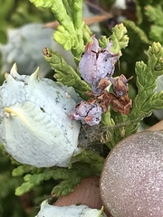 Walshomyia juniperina