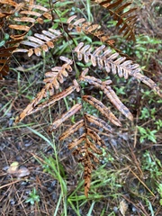 Pteridium aquilinum pseudocaudatum