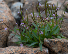 Epilobium anagallidifolium