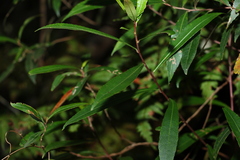 Elaeocarpus reticulatus