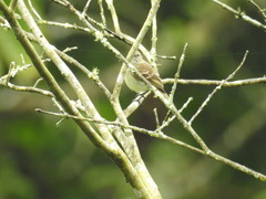 Nesotriccus incomtus