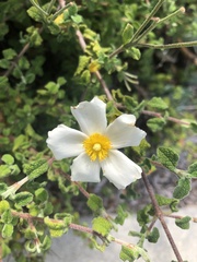 Cistus