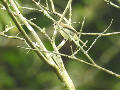 Nesotriccus incomtus