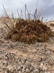 Arctomecon californica