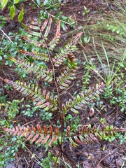 Pteridium aquilinum pseudocaudatum