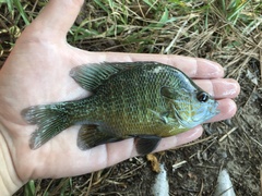 Lepomis aquilensis