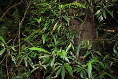Elaeocarpus reticulatus