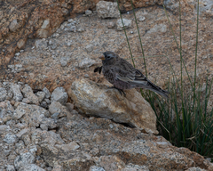 Leucosticte tephrocotis