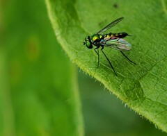 Condylostylus caudatus