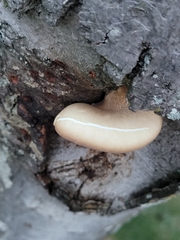 Crepidotus crocophyllus