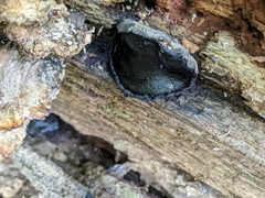 Camarops petersii