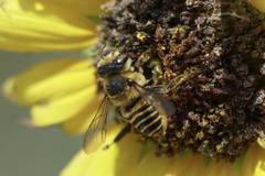 Megachile parallela
