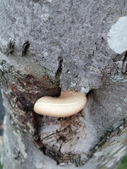 Crepidotus crocophyllus