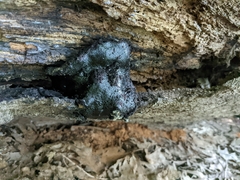 Camarops petersii