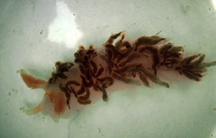 Burnaia helicochorda