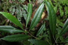 Elaeocarpus kirtonii