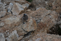 Leucosticte tephrocotis