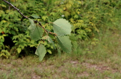 Populus grandidentata