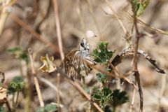 Carcharodus